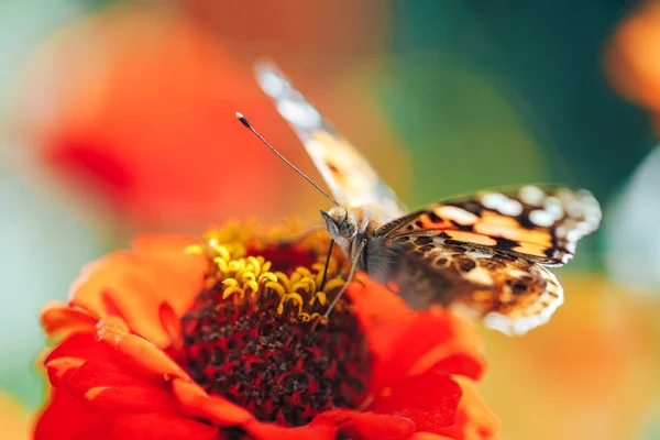 Primer plano macro de mariposa de la tortuga sentada en una flor — Foto de Stock