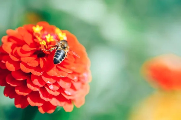 Abejas recogiendo néctar de flor roja macro foto de cerca — Foto de Stock