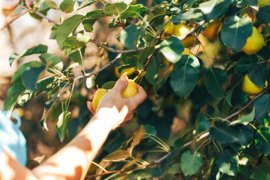 bahçe hasat zamanında yeşil armut ile dal gösteren kadın el