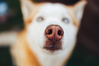kırmızı Sibirya Husky Köpek Burnu - Yakından görünüm burun makro çekim