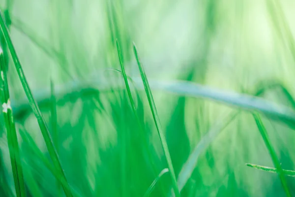 Fondo de hierba verde fresca macro enfoque seleccionado — Foto de Stock