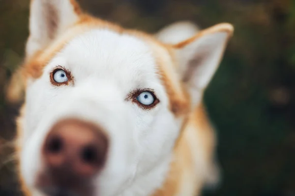Rojo siberiano Husky perro hocico - Vista de cerca nariz macro disparo —  Fotos de Stock
