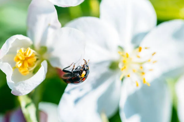 Macro Toma Una Hermosa Mariquita Una Flor Blanca Bajo Cielo — Foto de Stock