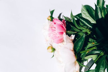 Beyaz arka planda çiçek açan şakayık demeti..