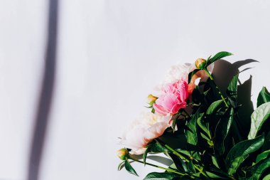 Beyaz arka planda çiçek açan şakayık demeti..