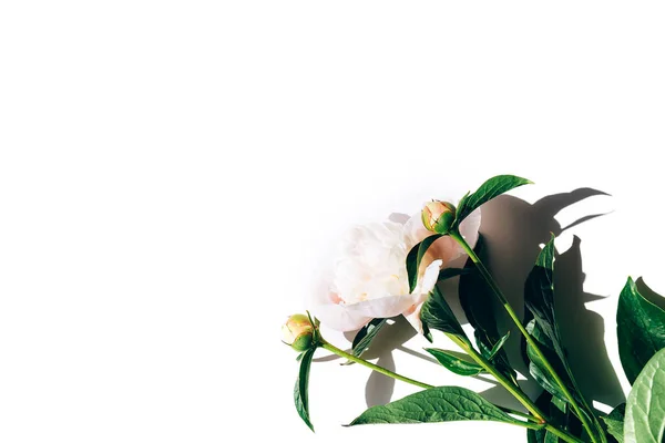 Belo buquê de peônias em um fundo branco, peônias floridas — Fotografia de Stock