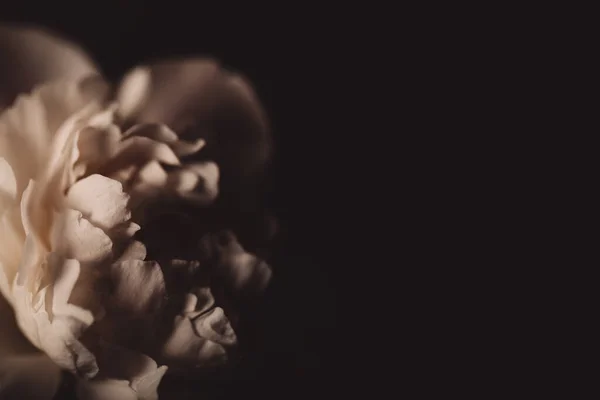 Karanlık arka planda güzel, narin bir şakayık çiçeği, 8 Mart, anneler günü, doğum günü hediyesi.