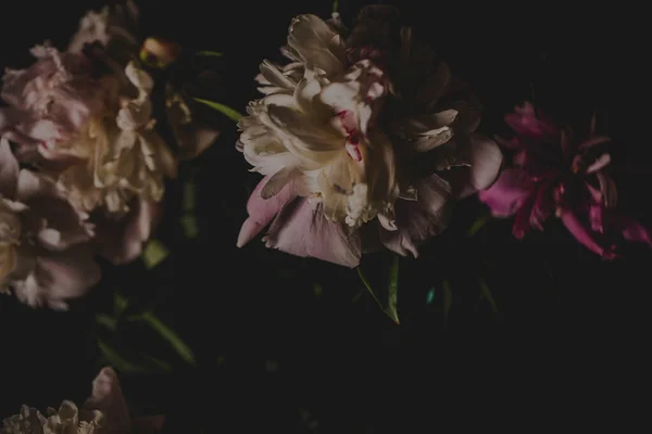 Hermosas peonías delicadas sobre un fondo oscuro, flores en flor, 8 de marzo, día de la madre, regalo de cumpleaños — Foto de Stock