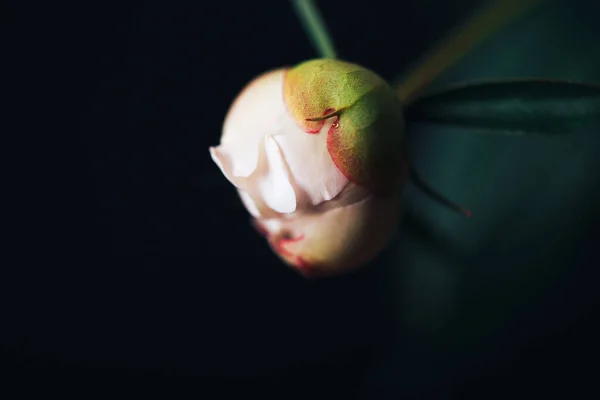 Vacker delikat pion knopp på en mörk bakgrund, blomma blomma, 8 mars, mödrar dag, födelsedagspresent — Stockfoto
