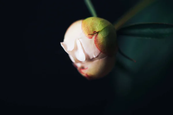 Hermoso brote de peonía delicada sobre un fondo oscuro, flor, 8 de marzo, día de la madre, regalo de cumpleaños — Foto de Stock