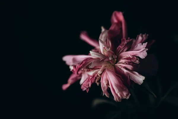 Karanlık arka planda güzel, narin bir şakayık çiçeği, 8 Mart, anneler günü, doğum günü hediyesi.