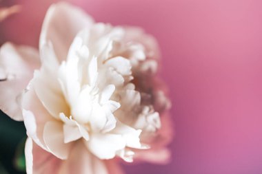 Pembe arka planda güzel, narin bir şakayık çiçeği, 8 Mart, anneler günü, doğum günü hediyesi..