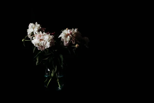 Beautiful Delicate Peonies Dark Background Blooming Flowers March Mother Day — стоковое фото