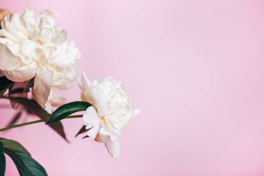 Pembe arka planda güzel, narin şakayıklar, çiçek açan çiçekler, 8 Mart, anneler günü, doğum günü hediyesi..