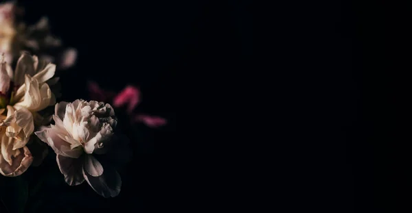 Karanlık arka planda güzel, narin şakayıklar, çiçek açan çiçekler, 8 Mart, anneler günü, doğum günü hediyesi..