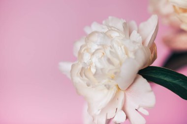 Pembe arka planda güzel, narin şakayıklar, çiçek açan çiçekler, 8 Mart, anneler günü, doğum günü hediyesi..