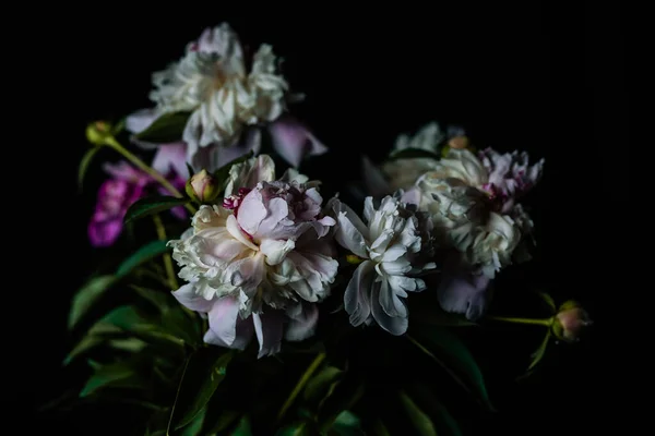 Hermosas Peonías Delicadas Sobre Fondo Oscuro Flores Florecientes Marzo Día — Foto de Stock