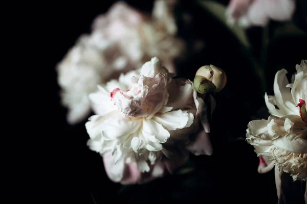 Belles Pivoines Délicates Sur Fond Sombre Fleurs Fleuries Mars Fête — Photo