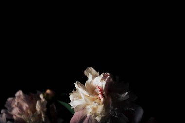 Karanlık arka planda güzel, narin şakayıklar, çiçek açan çiçekler, 8 Mart, anneler günü, doğum günü hediyesi..