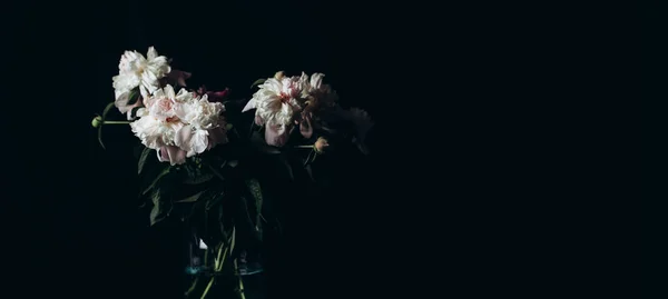 Hermosas Peonías Delicadas Sobre Fondo Oscuro Flores Florecientes Marzo Día — Foto de Stock