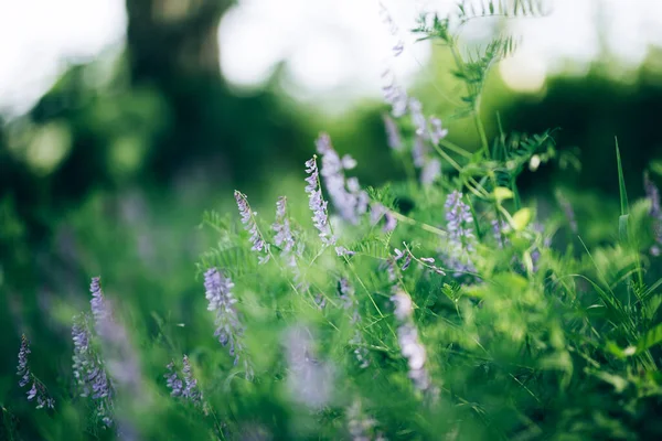 草地上盛开的美丽的花朵 春天的时间 夏天的时间 — 图库照片