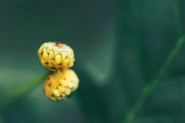 Brotes Jóvenes Roble Una Rama Árbol Bellota Joven Roble Floreciente —  Fotos de Stock