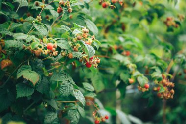 Olgun ahududular büyük bir çalılıkta asılı, vejetaryen yiyecekler, organik yiyecekler, doğal yiyecekler.