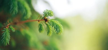 Genç açık yeşil bir köknar dalının makro çekimi, Noel arkaplanının yakın fotoğrafı ya da ağaçlar için bahar kitabı.