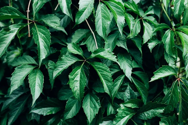 大きな葉を持つ大きな緑の茂み 美しい緑の茂みの背景 — ストック写真