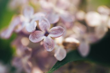 Güzel leylak çiçekleri, doğa arka planı, çiçeklerin makro fotoğrafları..