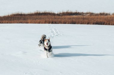 Karda koşuşturan iki safkan köpek, doğal yaşam alanı, köpek biniciliği..