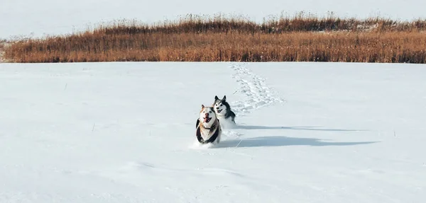 雪の中を走る2匹の純血種のハスキー 自然生息地の犬 — ストック写真