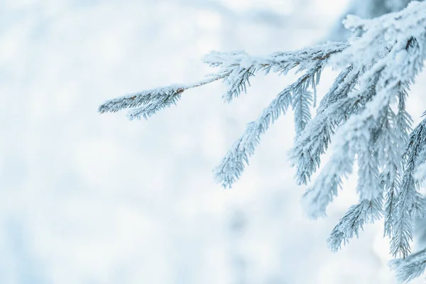 Takken van blauwe sparren is bedekt met vorst — Stockfoto