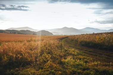 Güneşli bir günde açık gökyüzünün altında büyük olgun buğday tarlası.