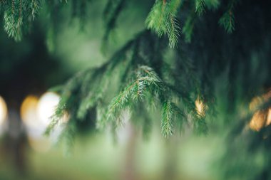 Güzel kozalaklı ağaç, noel ağacı, kış zamanı, ebediyen yeşil ağaç..