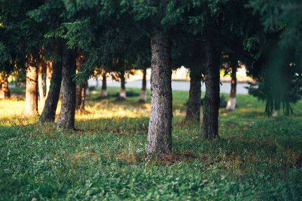 Grote Naaldbomen Het Bos Een Heldere Zonnige Dag Naaldbomen — Stockfoto