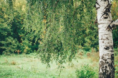 Ön planda güneşli bir yaz gününde ormanın arka planında güzel bir huş ağacı vardır..