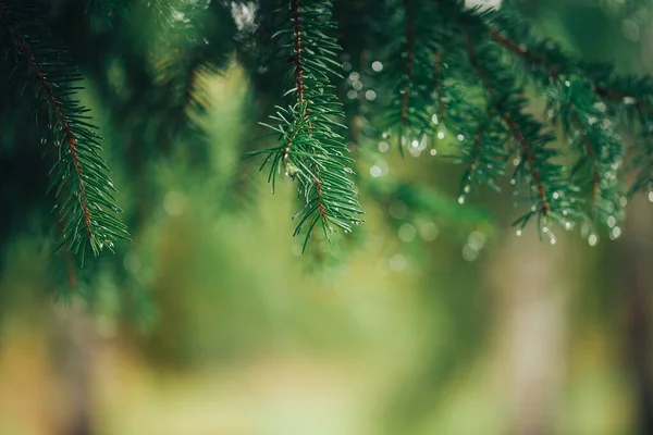 圣诞树枝的特写 树枝上有晨露或雨滴 季节来临 — 图库照片