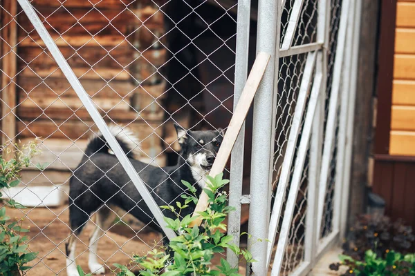 Zwarte Hond Bastaard Triest Zitten Een Kooi Een Hond Kennel — Stockfoto