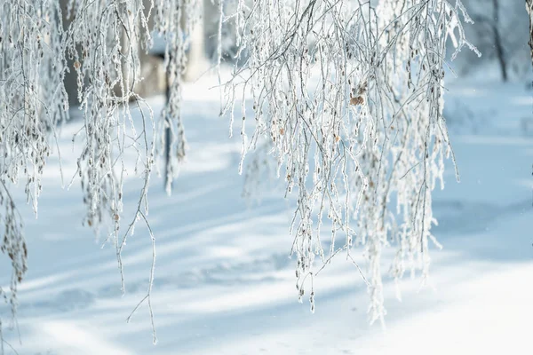Vinterlandskap Med Frostiga Träd Och Buskar Vit Snöig Solig Vinterdag — Stockfoto