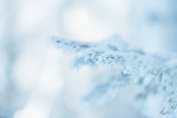 Fechar Macro Abeto Azul Congelado Geada Branca Inverno Conto Fadas — Fotografia de Stock