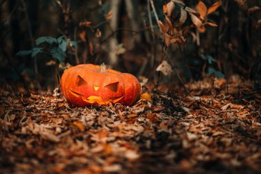 Büyük turuncu balkabağı. Yüzü oyulmuş. Ormanda yerde yatıyor..
