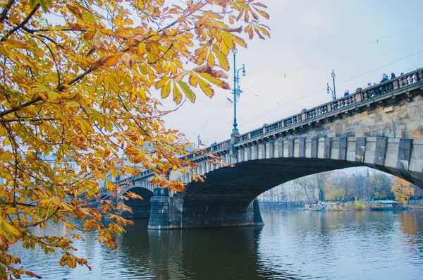 Prag, Çek Cumhuriyeti 'nin başkenti Vltava Nehri' ne uzanan manzaralı sarı-turuncu yapraklı kuru ağaç dalları.