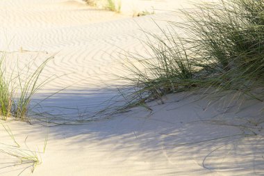 İspanya Cadiz 'de kumlu bir sahilde bitkiler