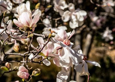 Madrid 'in botanik bahçesinde Magnolia çiçekleri açıyor.