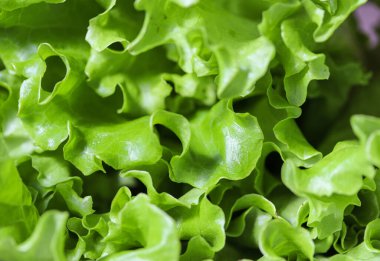 Taze yaprak marulu yakın çekim.