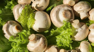 Taze yaprak, marul ve mantar kapanıyor.