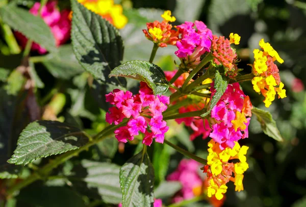 Beautiful Yellow Pink Small Flowers Close — Stock Photo, Image