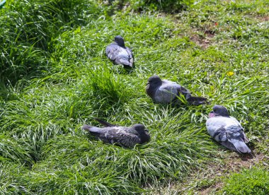 Güvercinler çimenlerin üzerinde uzanıyor.
