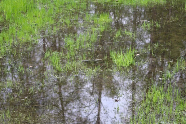 Відображення Дерев Воді Після Дощу — стокове фото